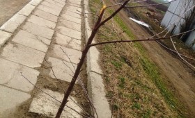 Copacii de la intrarea în orașul Mărășești au fost rupți