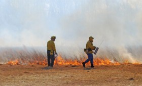 Peste 100 de fermieri vrânceni vor pierde subvenția APIA pentru că și-au incendiat terenurile agricole