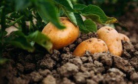 Proiect: Subvenție pentru cultivarea cartofilor autohtoni